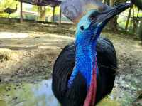 Taiping Zoo & Night Safari
