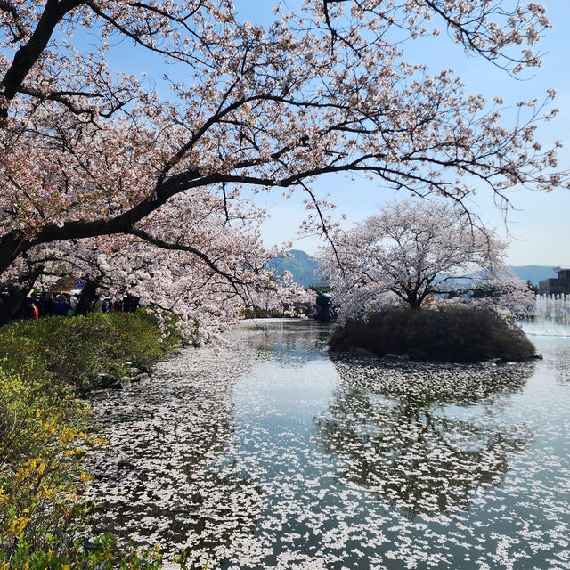 Beautiful Cherry Blossom View of Yeonhwaji