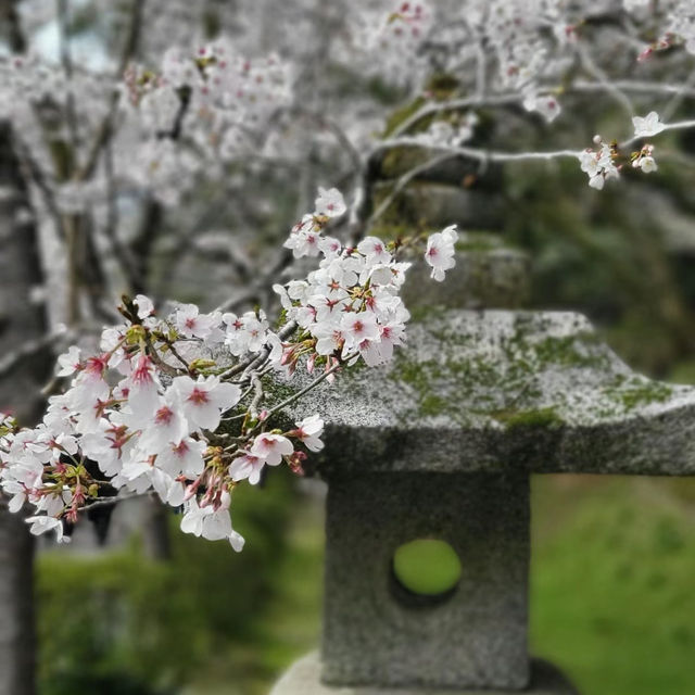 富津公園：春季賞櫻勝地，日本必遊景點