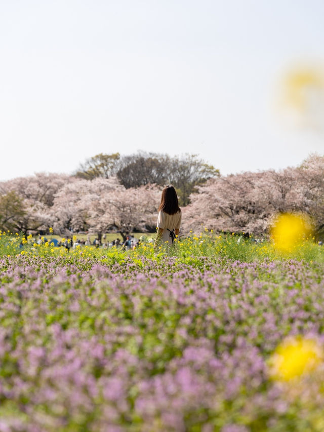 【東京都/立川市】今すぐ行きたい桜と菜の花フォトスポット