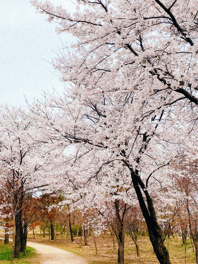 🌸 Ultimate cherry blossoms guide in Seoul 🌸