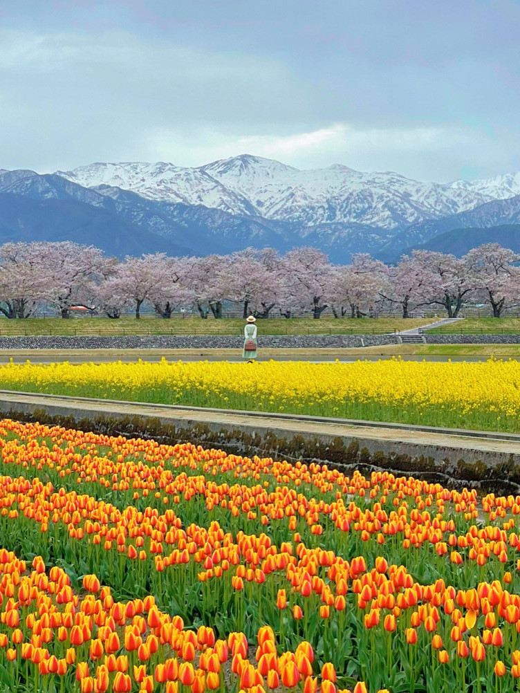 一生に一度は見たい🌸春の四重奏🌸あさひ舟川 | Trip.com 朝日町