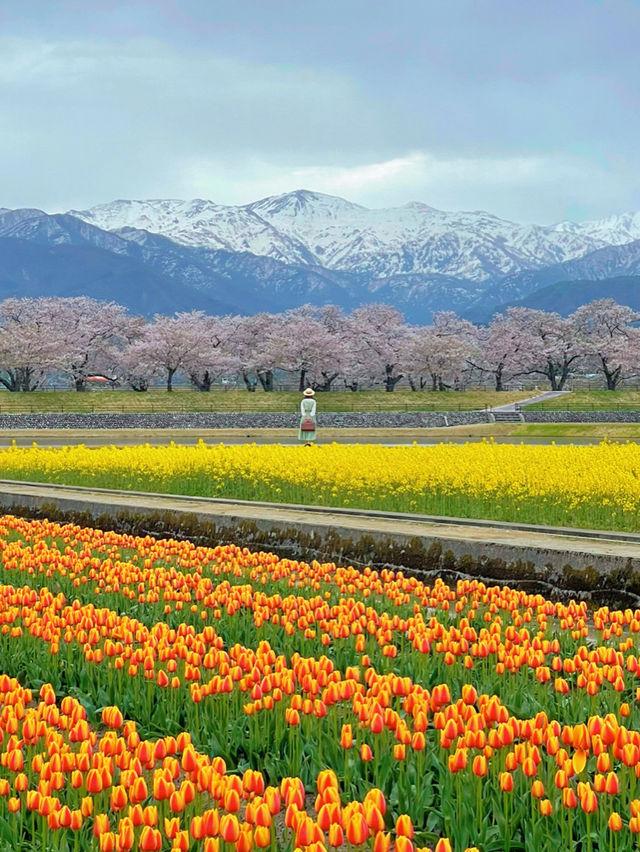 一生に一度は見たい🌸春の四重奏🌸あさひ舟川