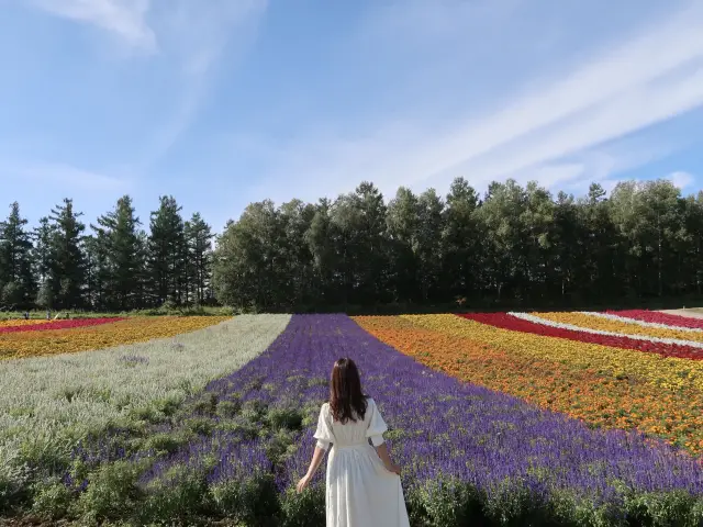 【北海道】これからオンシーズン！北海道の花畑
