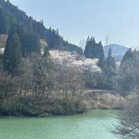 五箇山の桜