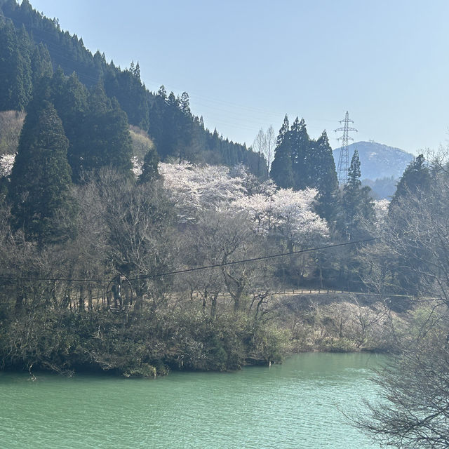 五箇山の桜