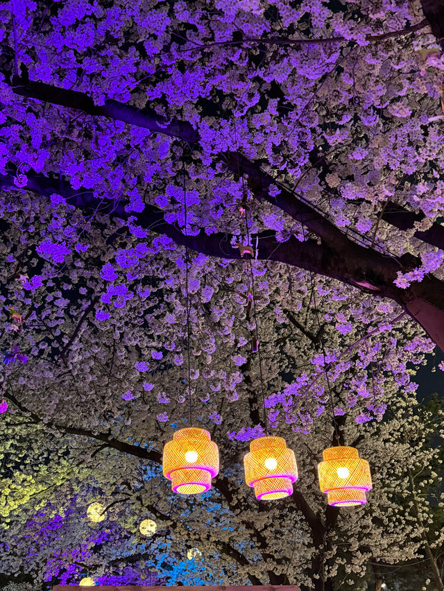 서울근교에서 밤벚꽃이 가장 예쁜 곳🩷