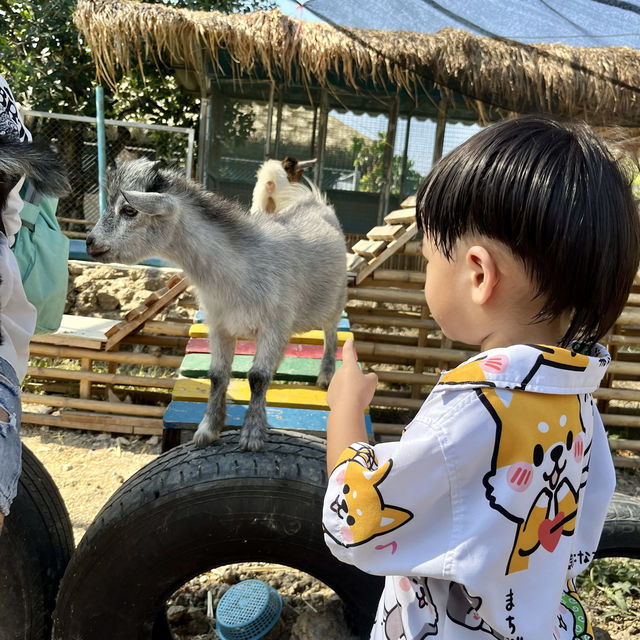 หล่อเลี้ยงฟาร์ม คาเฟ่ - Lhor Liang Farm!🐷