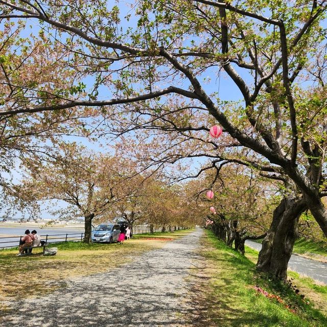 Sakura tree at Toyama