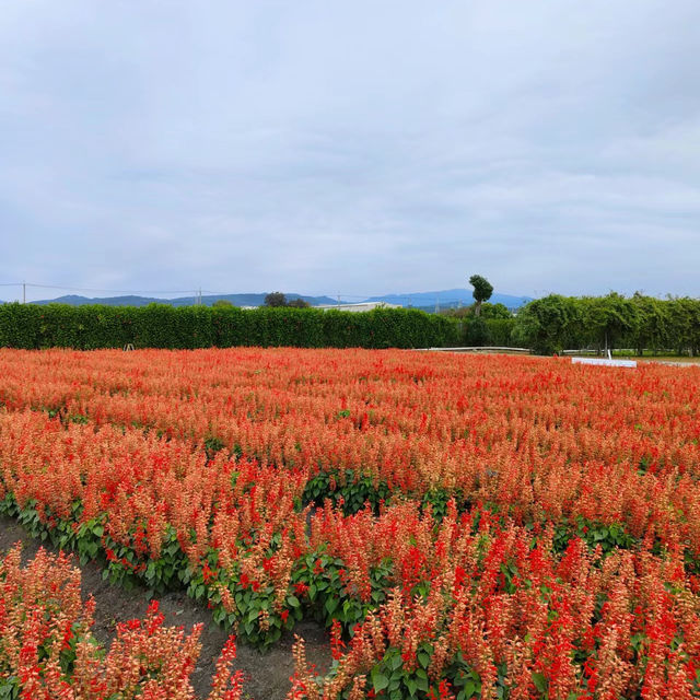 「臺北花博公園：絢爛多彩的花卉世界，與自然互動」