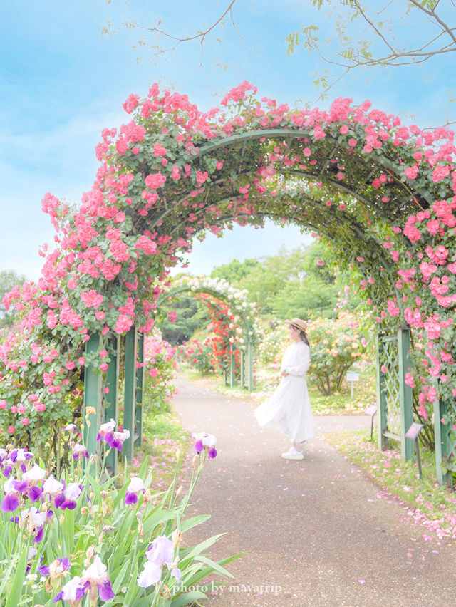 【千葉】関東でのバラ園はやっぱりここがいい