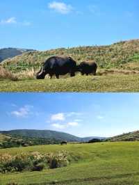 Qingtiangang Grassland @ Yangmingshan