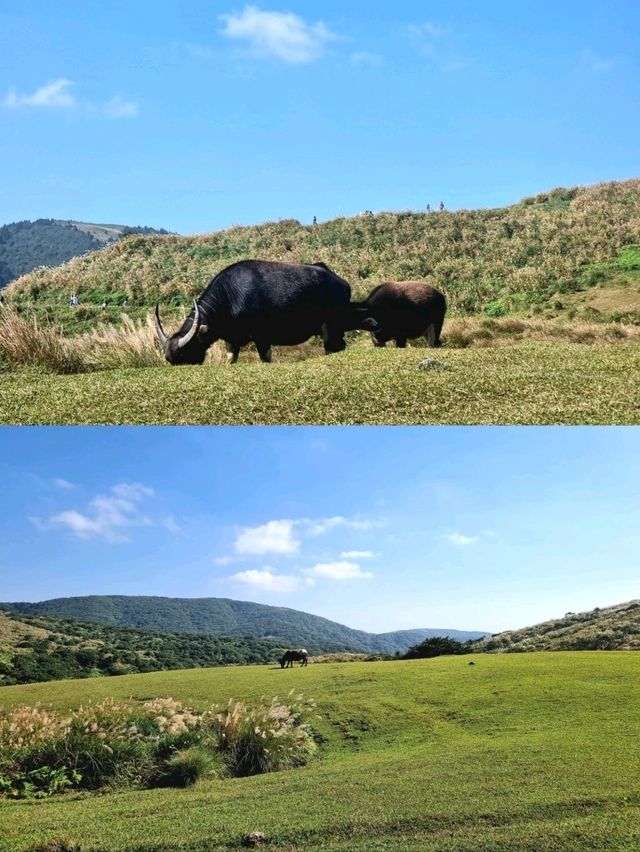 Qingtiangang Grassland @ Yangmingshan