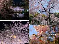 【日本廣島景點】縮景園之三：除了日櫻🌸還有限定活動：夜櫻🌸被夜櫻埋沒的縮景園更令人陶醉🌸