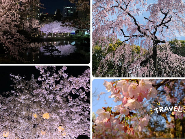 【日本廣島景點】縮景園之三：除了日櫻🌸還有限定活動：夜櫻🌸被夜櫻埋沒的縮景園更令人陶醉🌸