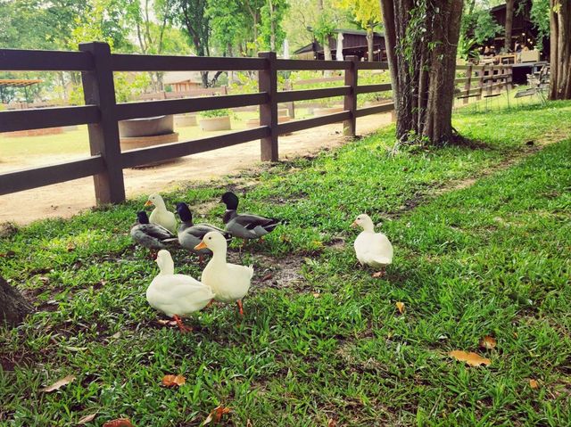 Trot Cafe @ Khaoyai 
