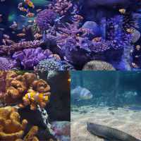 曼谷景點：SEA LIFE Bangkok Ocean World，適合家庭旅遊