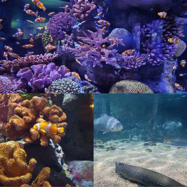 曼谷景點：SEA LIFE Bangkok Ocean World，適合家庭旅遊