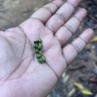 Spice farm exploration in Zanzibar 