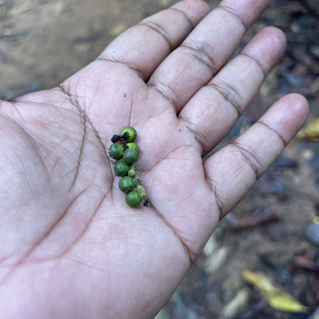 Spice farm exploration in Zanzibar 