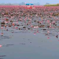 The Red Lotus Lake