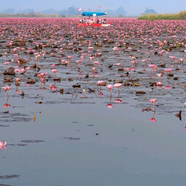 The Red Lotus Lake