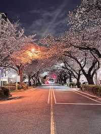 〜神奈川県〜桜と岡本太郎アート作品😳