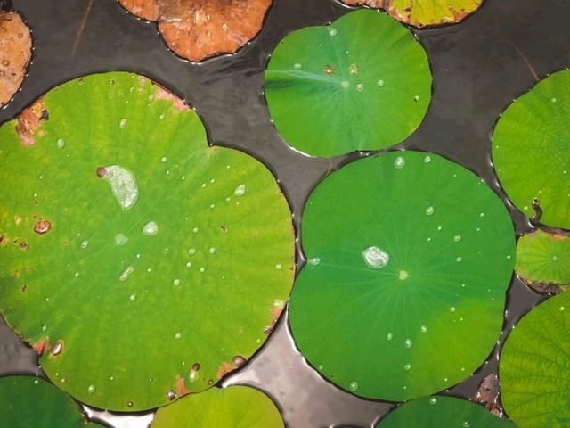 🌷ชมวิว ธรรมชาติ บึงบัว @สามร้อยยอด ปราณบุรี