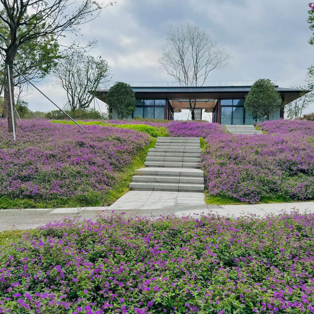 【紫藤園】夢幻紫色花海，身心愉悅