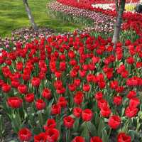 Tulip season - Hangzhou 