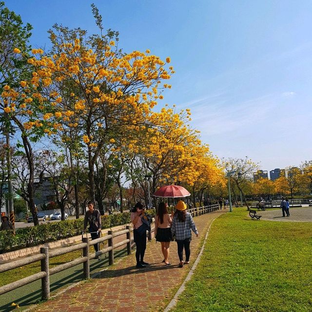 【臺中】超美風鈴木花季，必去打卡景點