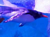 Sea Life Bangkok Ocean World สยามพารากอน