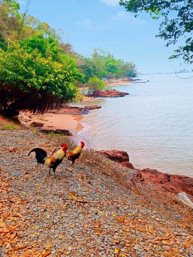 ลานหินสีชมพู