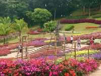 ชมสวนแม่ฟ้าหลวง ดอยตุง
