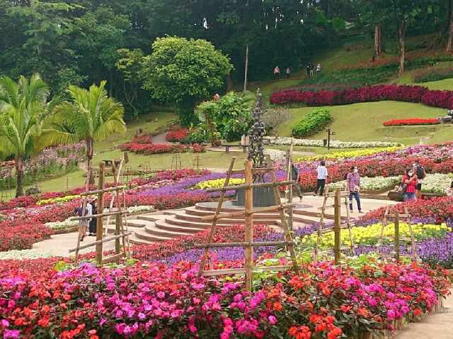 ชมสวนแม่ฟ้าหลวง ดอยตุง