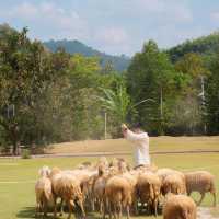 Alpacahill สรรค์ของคนรักสัตว์ที่ราชบุรี
