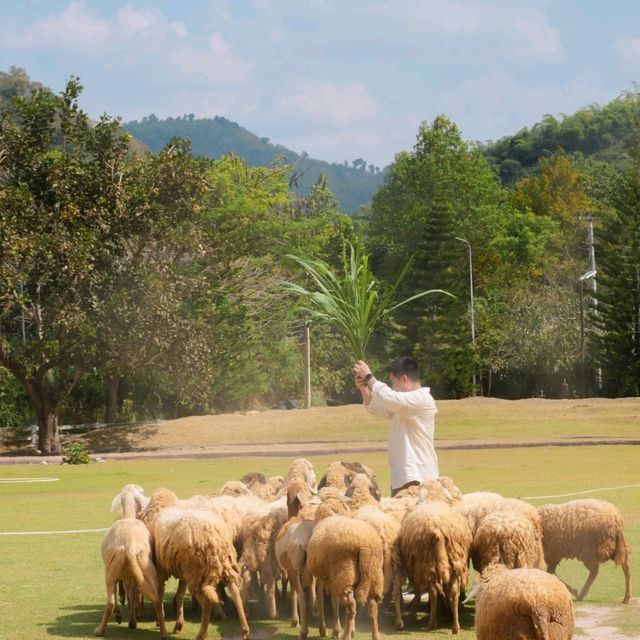 Alpacahill สรรค์ของคนรักสัตว์ที่ราชบุรี