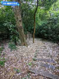 台北汐止-油桐花、螢火蟲一次看：內溝山登山步道