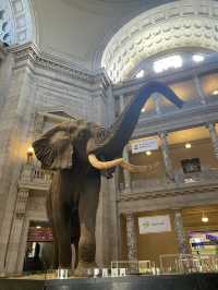 Meet the mammoth at Natural Museum