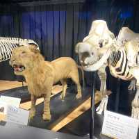 日本ㅣ大阪ㅣ天王寺動物園ㅣ日本第三座動物園