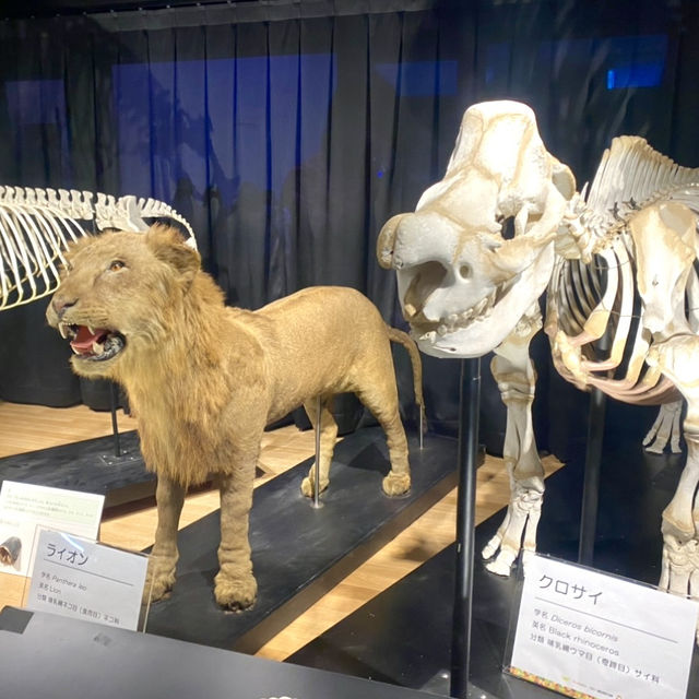 日本ㅣ大阪ㅣ天王寺動物園ㅣ日本第三座動物園