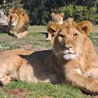 墨爾本威瑞比野生動物園Werribee Open Range Zoo