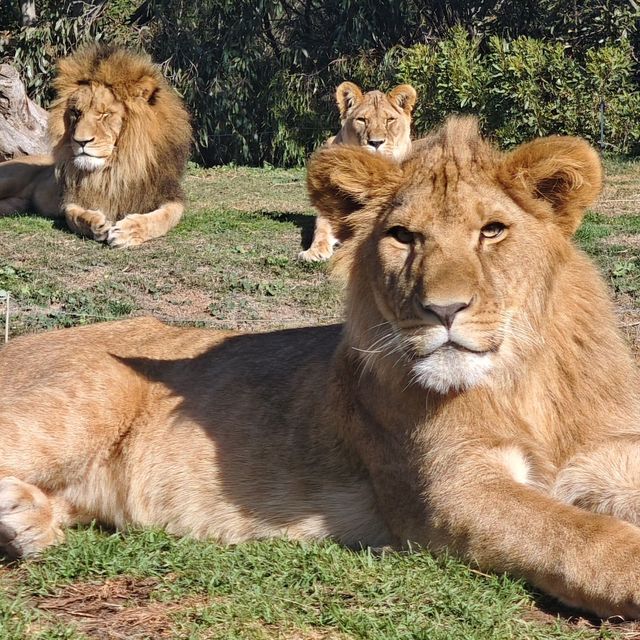 墨爾本威瑞比野生動物園Werribee Open Range Zoo
