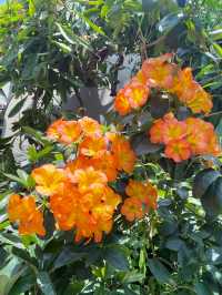 The best place to see beautiful flowers in Singapore