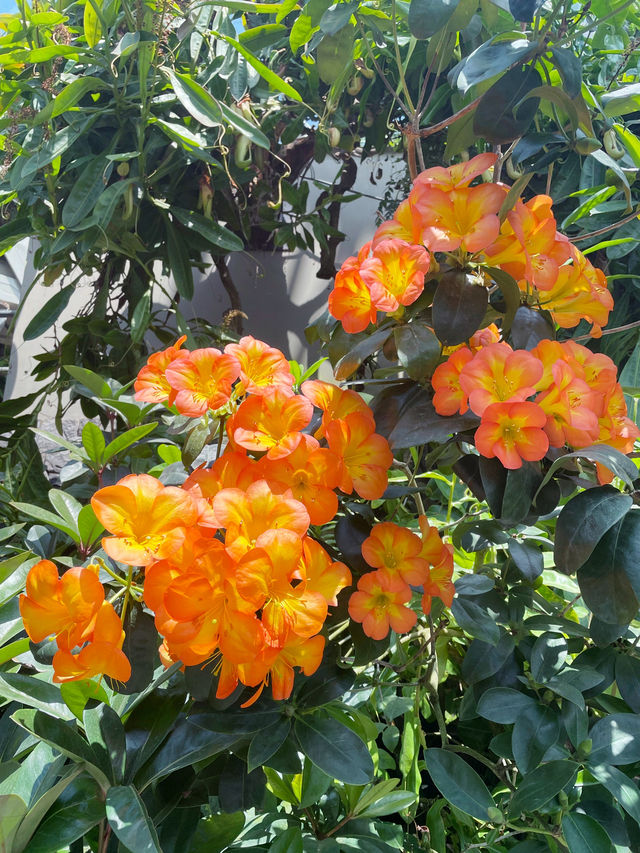 The best place to see beautiful flowers in Singapore