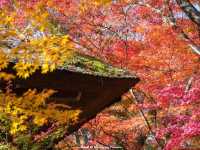 วัดโจจัคคุจิ (Jojakkoji Temple)