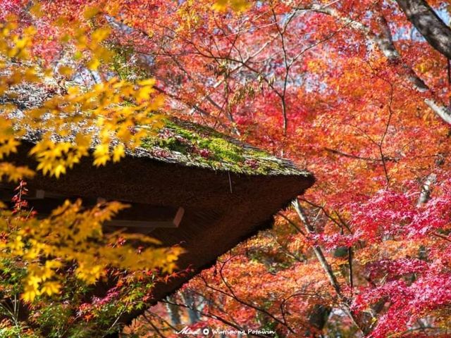 วัดโจจัคคุจิ (Jojakkoji Temple)