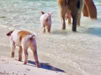 【バハマ ・エグズーマ】美しい海にブタが泳ぐビーチ🐷