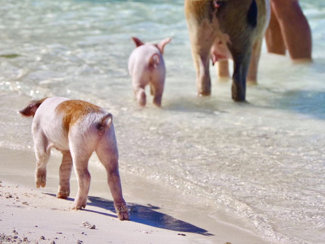 【バハマ ・エグズーマ】美しい海にブタが泳ぐビーチ🐷