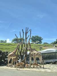 近距離餵動物嘅難忘體驗 